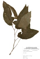 藏品(圓果秋海棠)的圖片